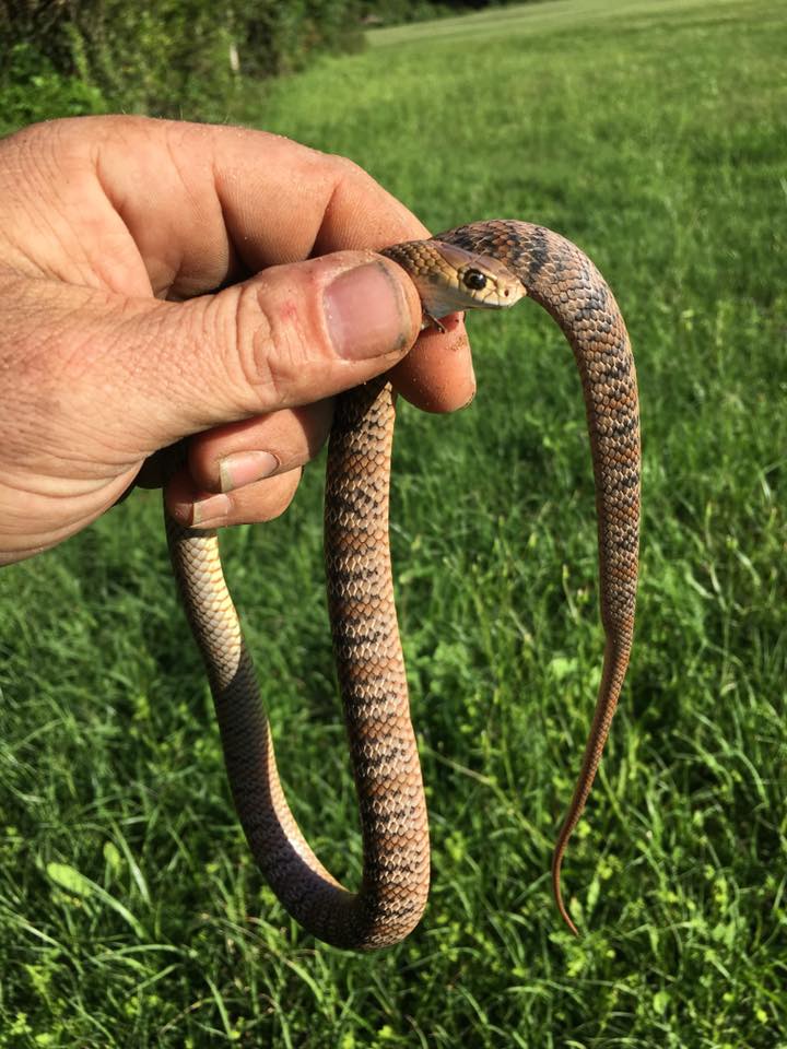 Can I snake proof my garden - do snake repellers work?