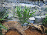 10 x Artificial Grass Plant 50cm