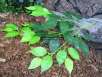 10 x Artificial Fiscus Branch 65cm