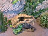 Carnivore Skull