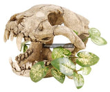 Carnivore Skull