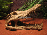 Crocodile Skull