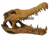 Crocodile Skull