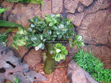 Artificial Plant 40cm