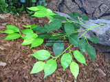 Artificial Fiscus Branch 65cm