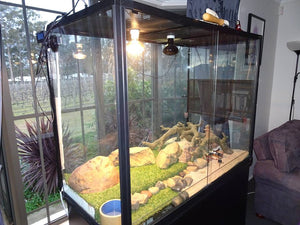 Reptile Enclosure Set up Tips - get it right and your pets will thrive!