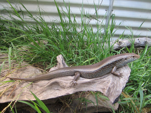 Australian Reptile Season is upon us - tips for getting your first reptile