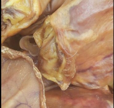 Dried Pig Ears Large Lobe 10-14cm 20pc dog treat