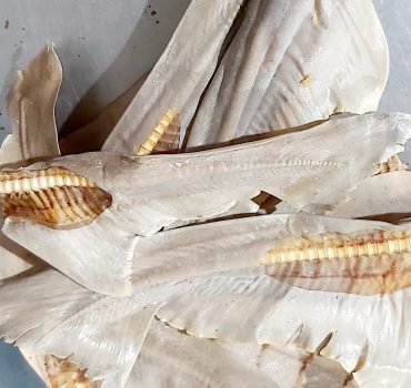 Dried Shark Tail Fin 250g dog treat