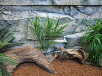10 x Artificial Grass Plant 50cm