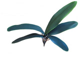 10 x Artificial Foam Orchid 25cm