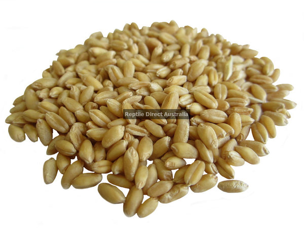 Wheat 5kg