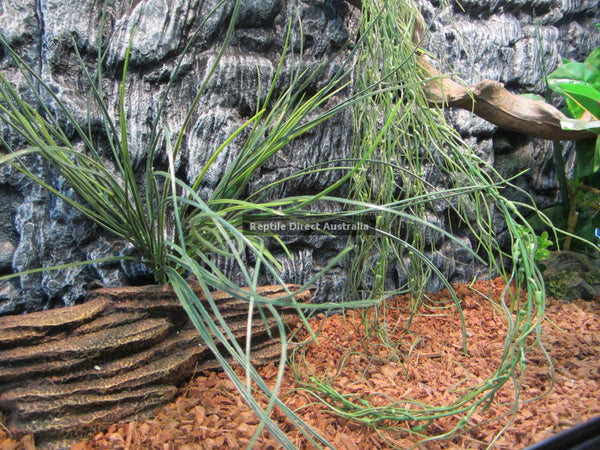 Artificial Grass Plant 40cm