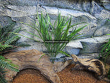 Artificial Grass Plant 50cm